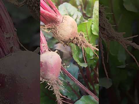 My organic kitchen garden👌 beetroot🌰#short#viral#reels #tranding #shortvideo #tiktokvideo#gardening