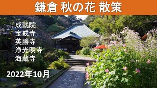 鎌倉 秋の花散策 2022