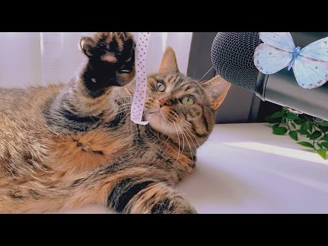 ASMR 🎧 Cat Purring😸 (no talking) relieve stress ✨