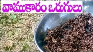 వాము కారం ఒరుగులు / Vamu Karam Vorugulu / Thymol seeds / Ajwain /Carom seeds chilli borugulu