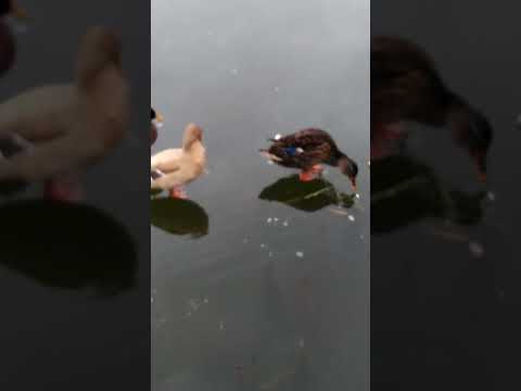 уточки🦆 кря!