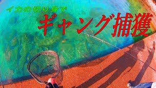 【釣り動画】食材で魚を釣ろう！イカの切り身編（リベンジ）