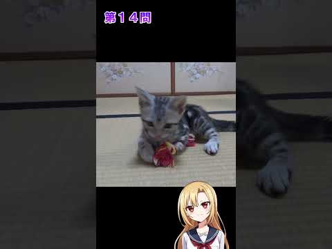 猫好きならわかる猫雑学クイズ！第１３問、第１４問　#猫 #雑学 #姫華のアメショーワールド