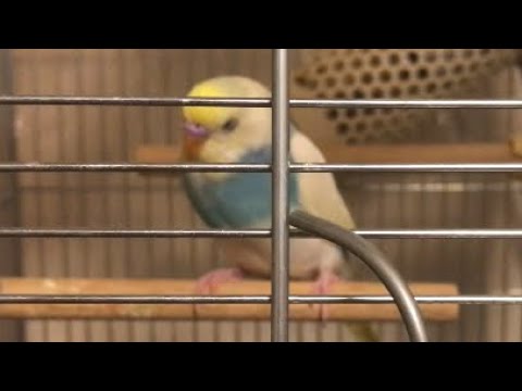 ねむインコ