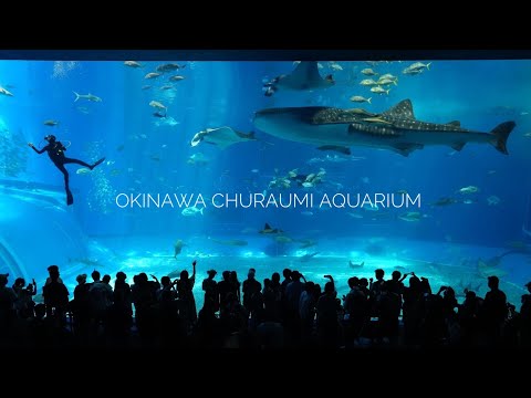 2024.08 帶著小青蛙去旅行 Okinawa