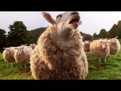 The Sheep's Secret Password | Babe | CLIP