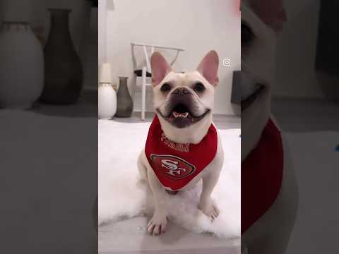 French Bulldog 49er Faithful | Frenchie Trekker TV  #49ers #Shorts