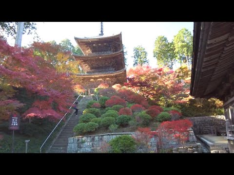 紅葉の名所めぐり・湖南三山／常楽寺／癒しのタイムチャンネル#78