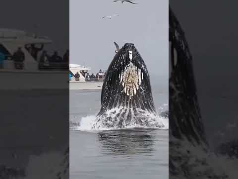 Black Whale 🐋 Humpback Sound 🔊 ।। Environmental Life।।