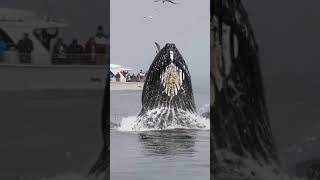 Black Whale 🐋 Humpback Sound 🔊 ।। Environmental Life।।