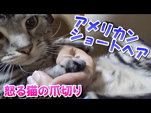 爪切りで暴れて怒る猫！爪の切り方（アメリカンショートヘア）