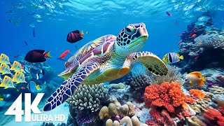 Aquarium 4K Video (Ultra HD) 🐠 Beautiful Coral Reef Fish - Relaxation Meditation Music