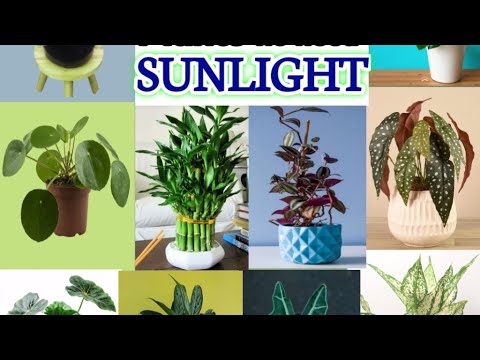 22 Best Bathroom Plant for Purifying Air | Bathroom Plants no need Sunlight | Indoor Oxygen Plants