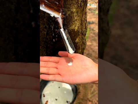 Harvesting Rubber Sap #shorts