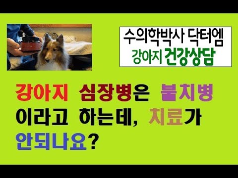 강아지 심장병은 불치병이라던데, 우리 강아지 곧 죽나요?