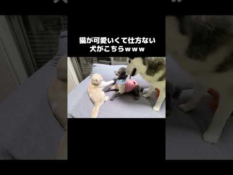 猫が可愛くてしかたない犬達はこうなります...笑#shots