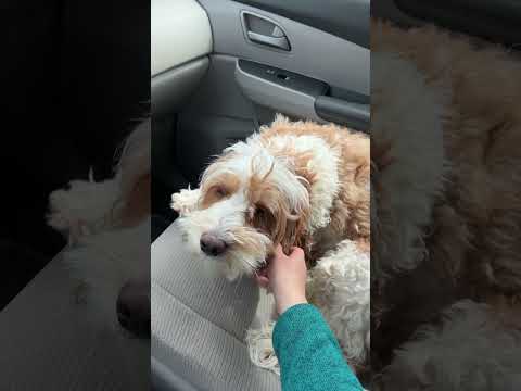 🐶 patiently waiting in the car to pick up sister from school 💕#dog #puppy #狗狗 #puppylovers