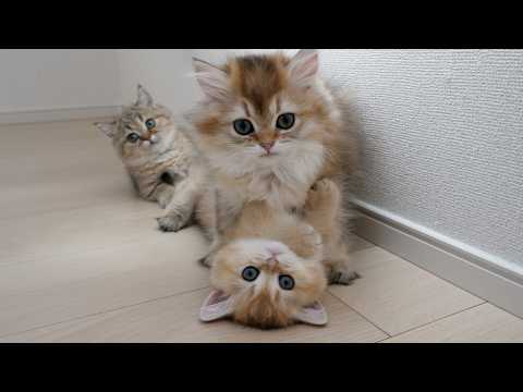 Here's what life is like with these noisy but lovable kittens...