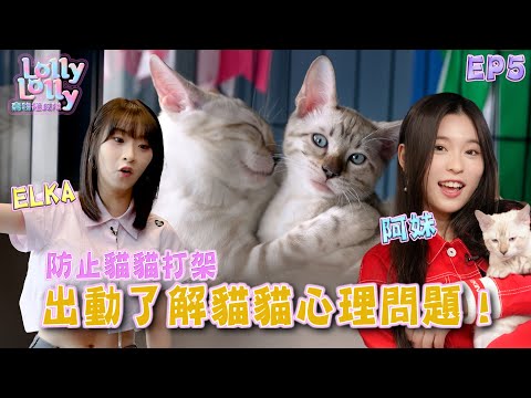 防止貓貓打架 Lolly Talk Elka 阿妹 出動了解貓貓心理問題！｜ Lolly Lolly寵物拯救隊 ｜EP5｜ Lolly Talk ｜ 寵物 ｜ HOY TV