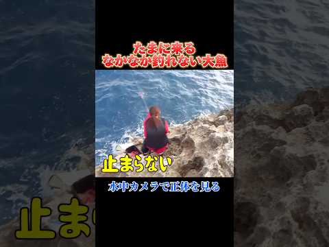 水中カメラで釣れない巨魚の正体を暴いたら…#釣り#沖縄#磯釣り