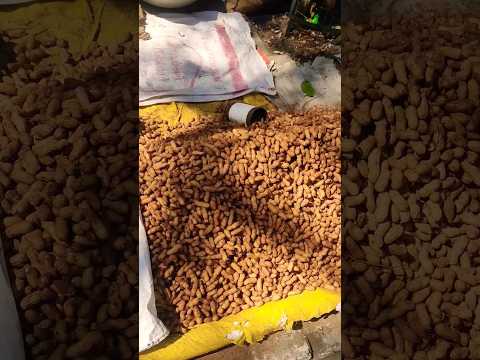 kadlekai parishe #peanut  #festival #bangalore #viral #trending #ytshorts #shortsfeed #shortsindia