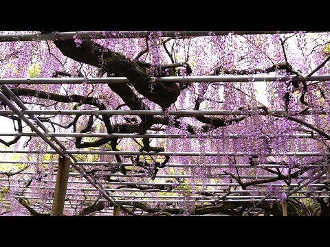 千年藤・大歳神社　藤まつり