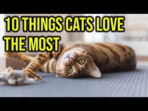 10 Things Cats Love The Most