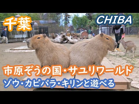 (Japan Travel) Play with animals at Sayuri World, Ichihara Elephant Country, Chiba, Japan Travel