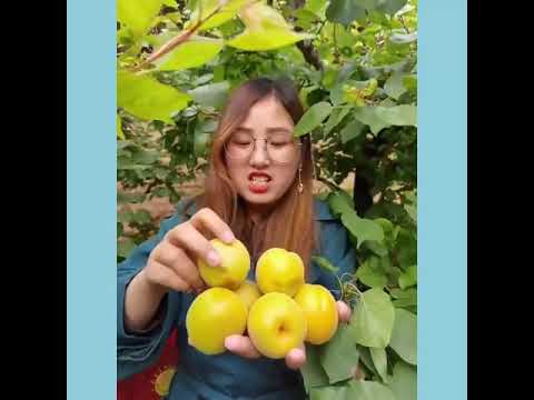 Fruit farms in China   Eating fresh fruit on farm #3