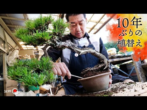 Red pine that had not been replanted for 10 years, replanted in autumn. Birthday SP [Bonsai Q]