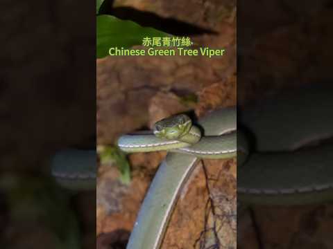 美麗的赤尾青竹絲! Beautiful Green Tree Viper! #snake #herping #wildlife #nature