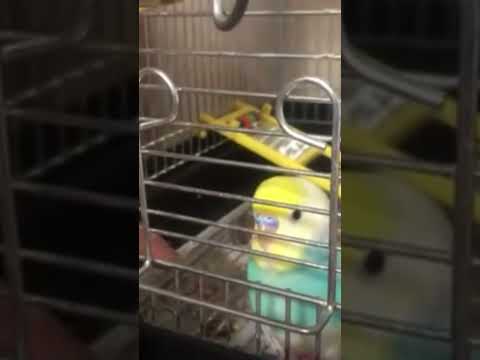 急に静止するインコ #shorts #セキセイインコ #budgie #かわいい #すいちゃん