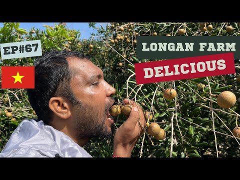 WOW! We Visited a Vietnamese 🇻🇳 Longan Farm! 🤗