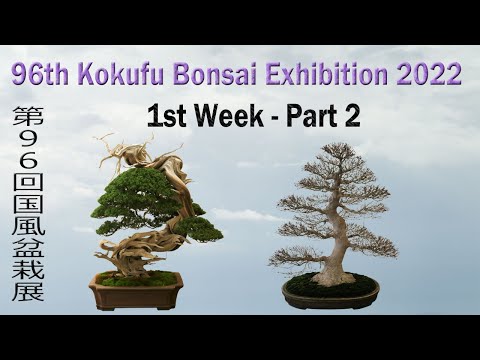 96th KOKUFU BONSAI EXHIBITION 2022 /02/8~11 1st week. 第96回国風盆栽展（前期）PART.2