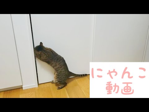 【猫おもしろ動画】猫が扉を開ける瞬間！目撃者アーチーは語る