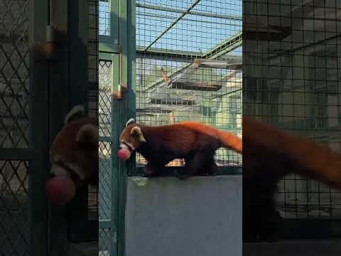 Take away the red panda Nuan Nuan