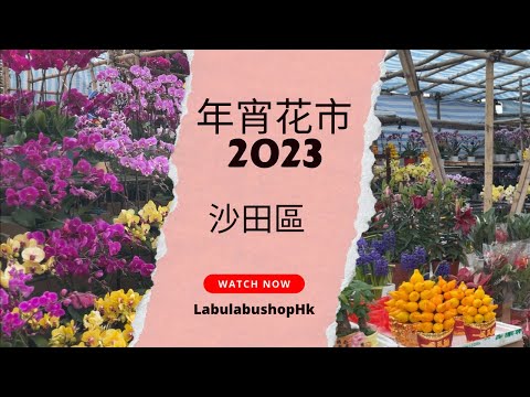 🧨年宵花市2023 | 🐰兔年 | 沙田源禾路年宵市場🧧蘭花最靚？大量靚花大平賣