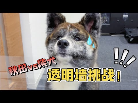 😂柴犬和秋田犬誰智商更高？！結局太意外難以接受！