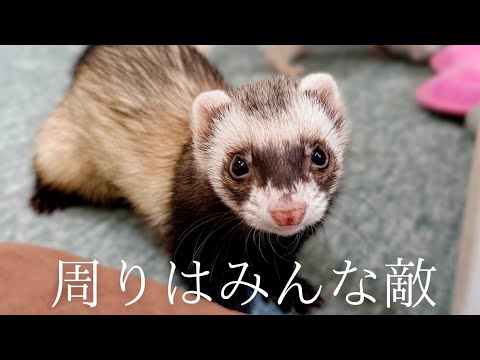 無差別攻撃を仕掛ける末っ子フェレット【ferret#1741】