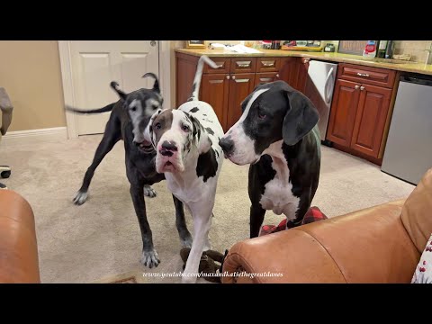 Funny Great Dane Puppy Accidently Shoves Cat Off the Sofa During Play Time