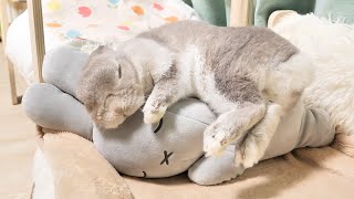 ペットちゃんを安眠させる「すやすやフレンド」の効果が絶大だった