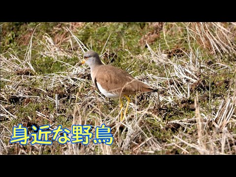 身近な野鳥　メジロ、シジュウカラ、エナガ、カワガラス、ケリ