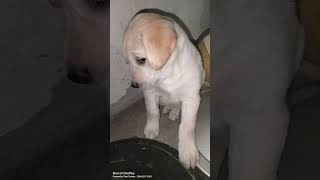 #Cutedog 🐕🐕 puppy #full #masti 🤩😍 shorts #video #pet #ytshortvideo #labradorcharlie