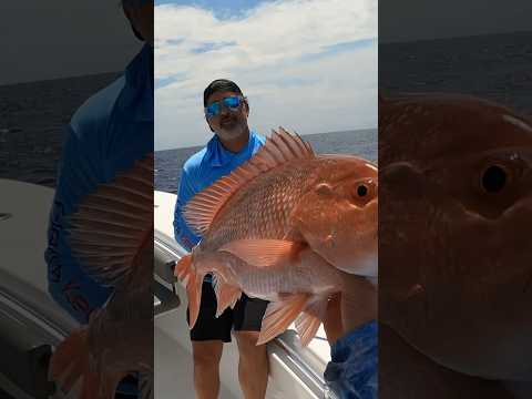 BIG RED SNAPPER, SHARKS AND ROUGH SEAS