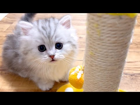 ★まとめ★いつかのクルミ家の子猫達をまとめてみた件【猫のいる生活Vol.755～766】出産動画 マンチカン短足・ミヌエット・ペルシャ猫専門ブリーダー『ペット蔵人』【子猫の成長記録】