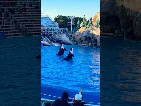 🐳 Orca Encounter | SeaWorld San Diego #shorts