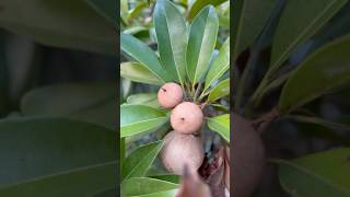 Sapota plant | #sapodilla #plants #memetelugu #funny Youtube trending