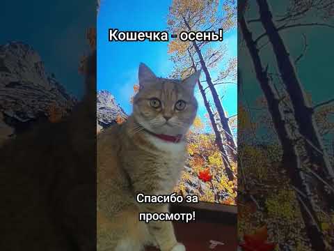 Кошечка - осень #забавныеживотные #позитив #длянастроения