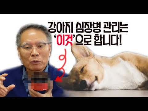 강아지 심장병 관리와 심장영양제 사용법