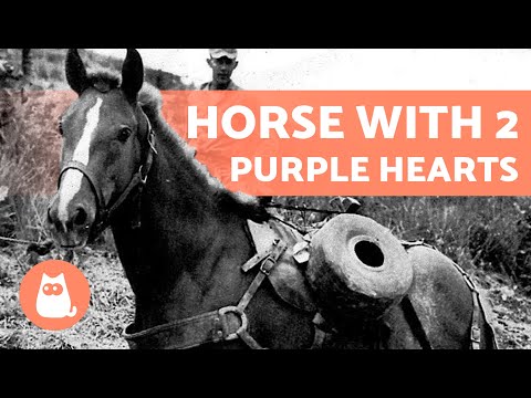 Sergeant Reckless 🐎🏅 How a Warhorse Won Two Purple Hearts